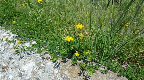 birdsfoot trefoil jpeg