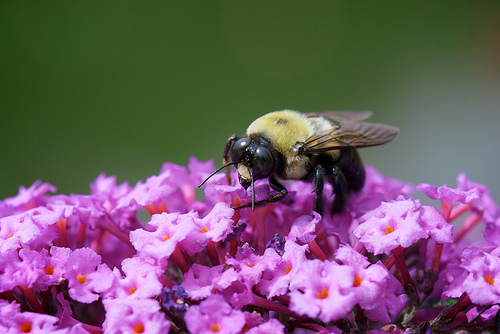 bee image by Sal Petruzelli-Marino on Flikr http://www.flickr.com/photos/wondermonkey2k/3909518959/sizes/m/in/photostream/