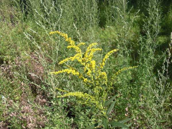 imgage: goldenrod