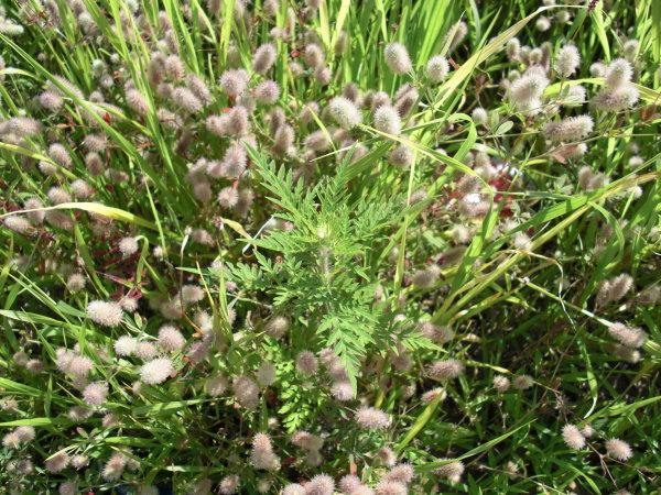 image: ragweed