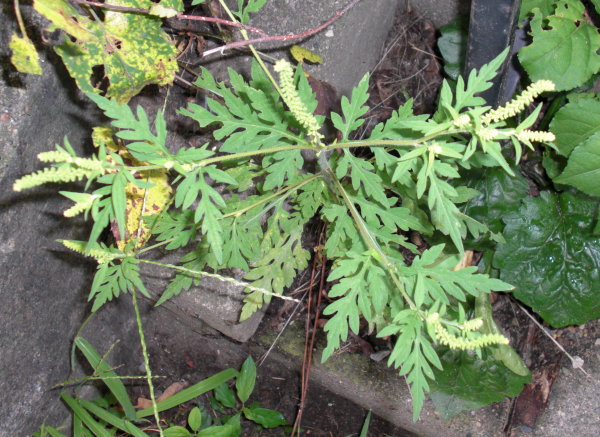 image: Ragweed in flower