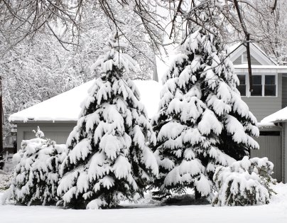 image: trees in snow